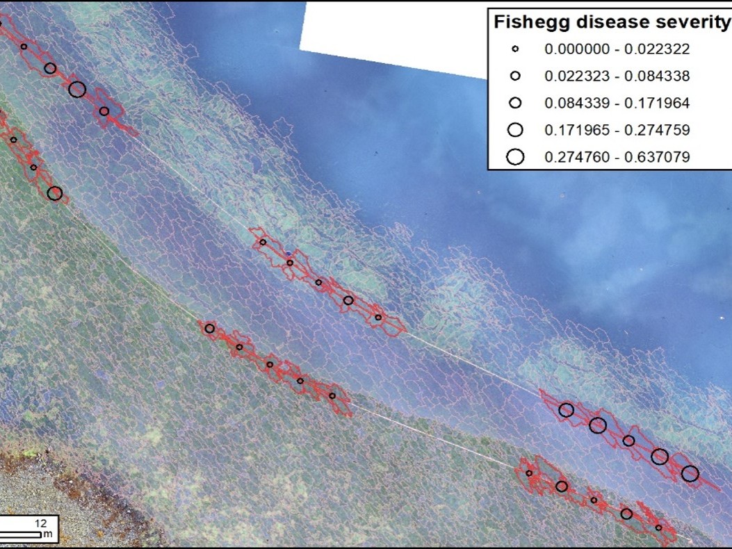 Drone map of eelgrass with sampling points colored by disease severity