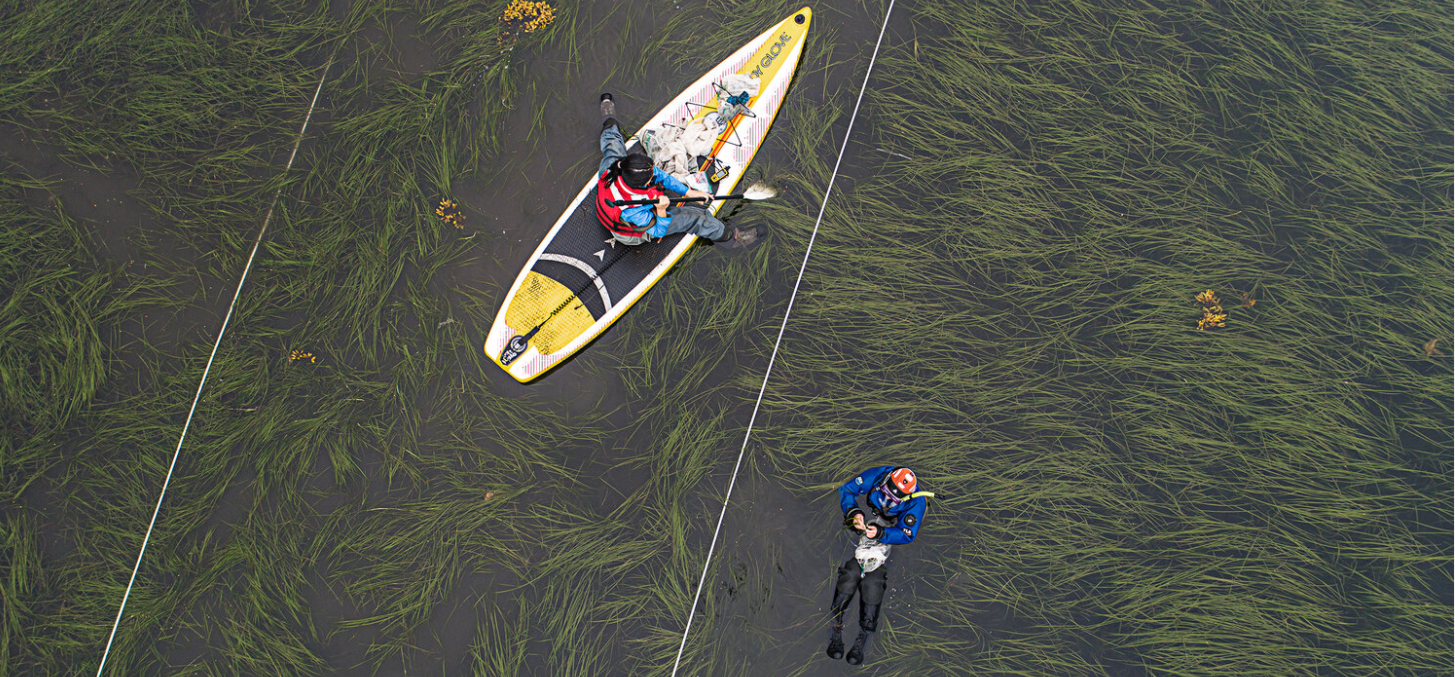 Aerial drone view of a researcher on a paddleboard and a researcher wading in an eelgrass meadow
