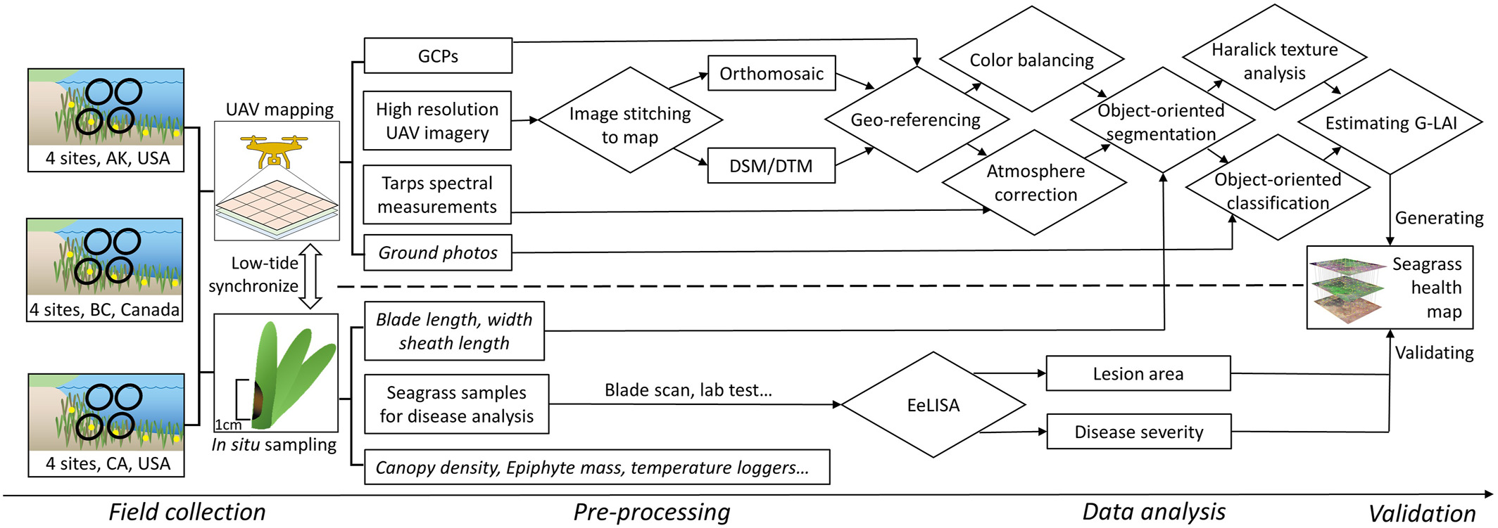 Workflow diagram from drone image collection through processing to eelgrass and disease maps